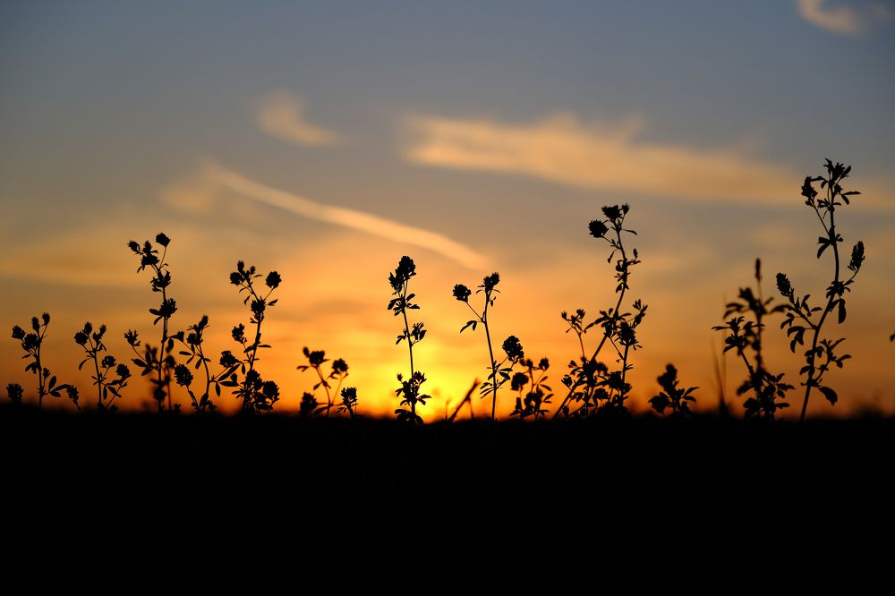 Фотография автора Александр Высоцкий