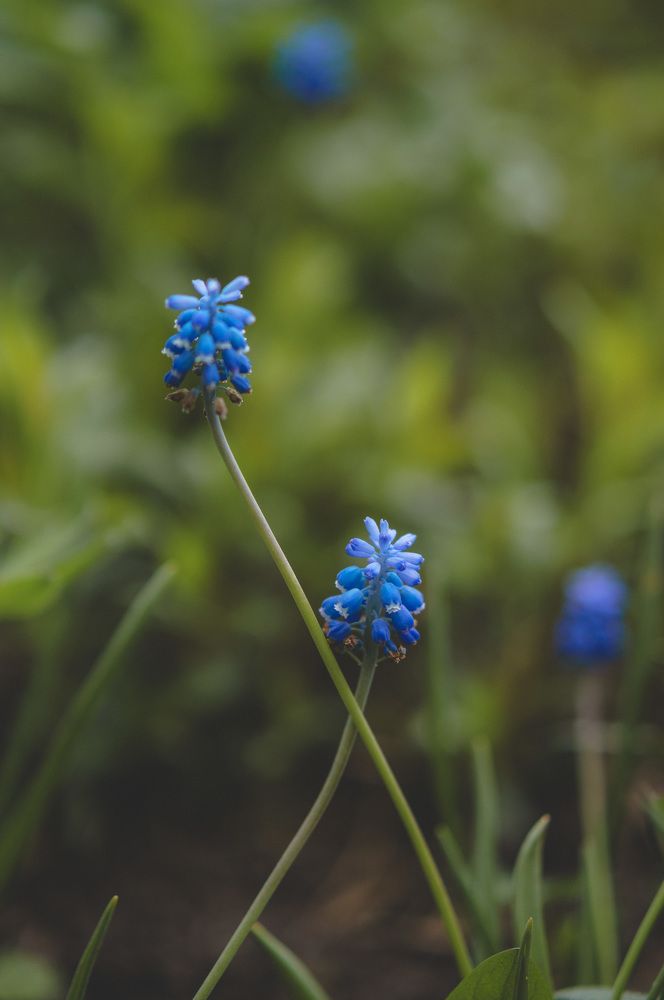 Photograph by Светлана Нестерова