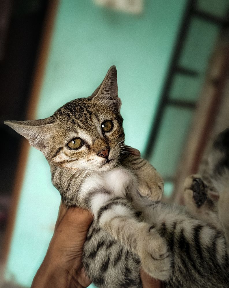 Photo #11347359
