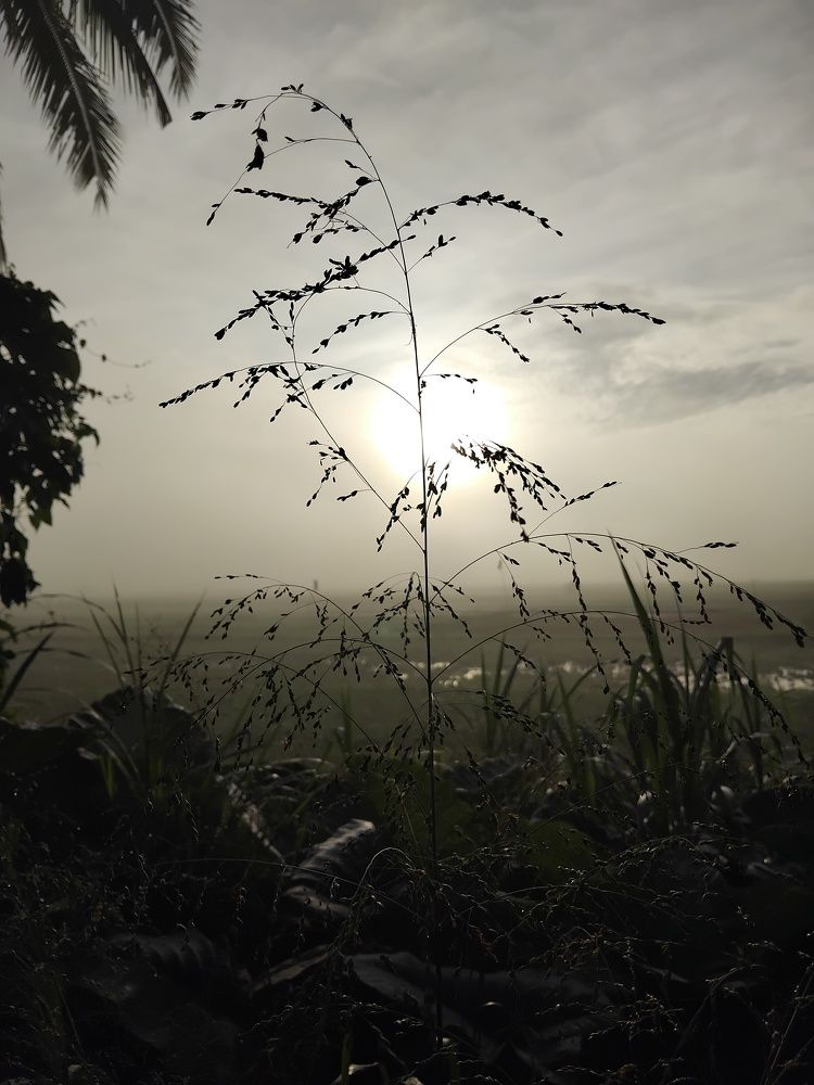 White Sunrise with kalikanji Plant are Happy Cool