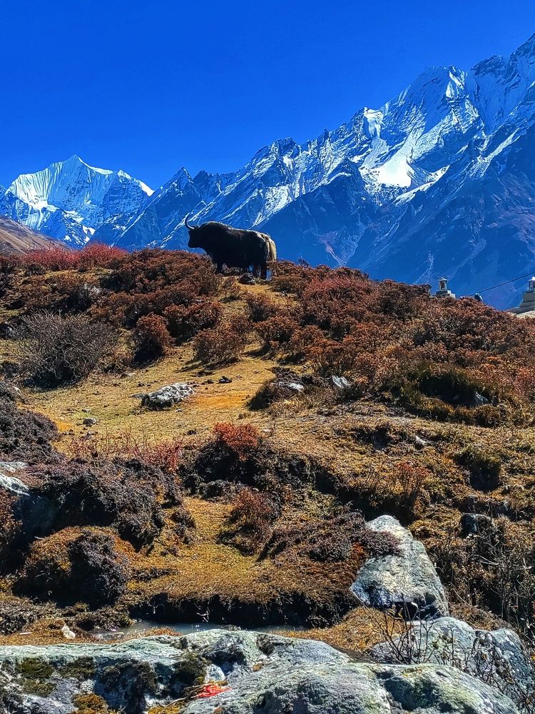 Yak in the Himalays