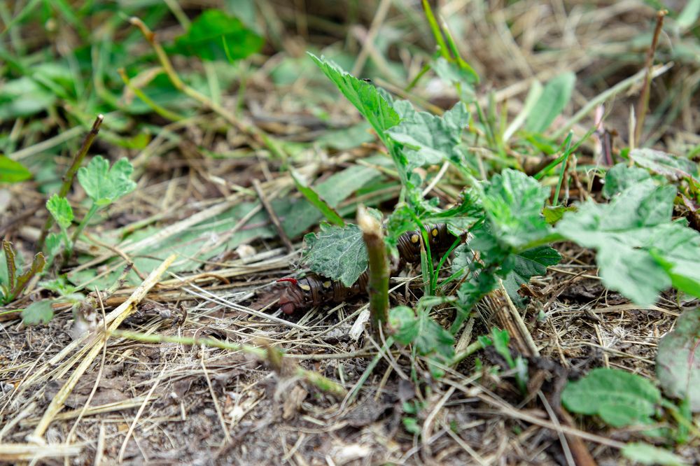 Photograph by Сергей Аникушин