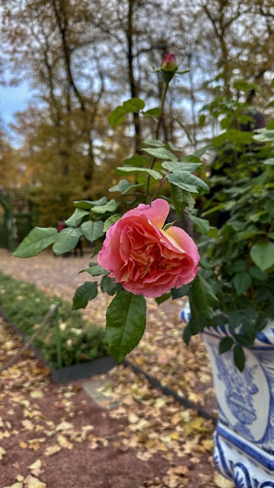 Фотография автора Юлия Новоселова