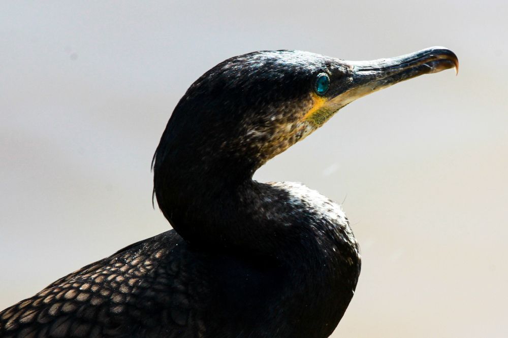 Фотография автора Elena Ku