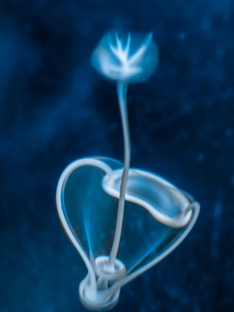 Photograph by Галина Суровицкая