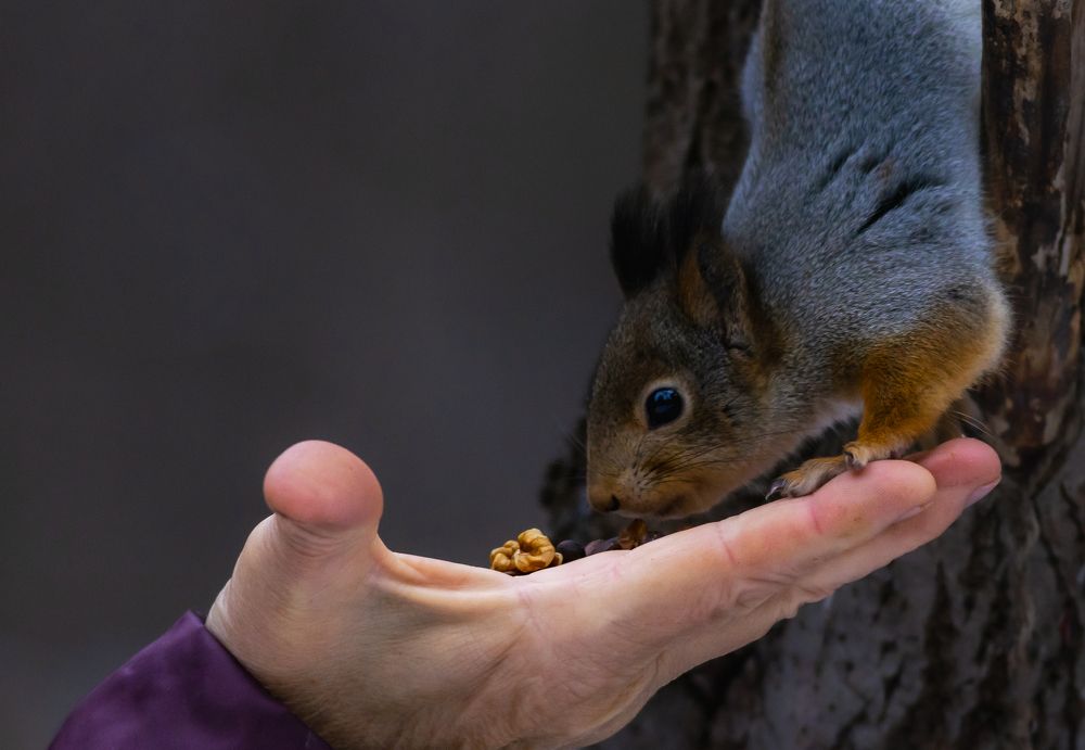 Photograph by Алексей Широбоков