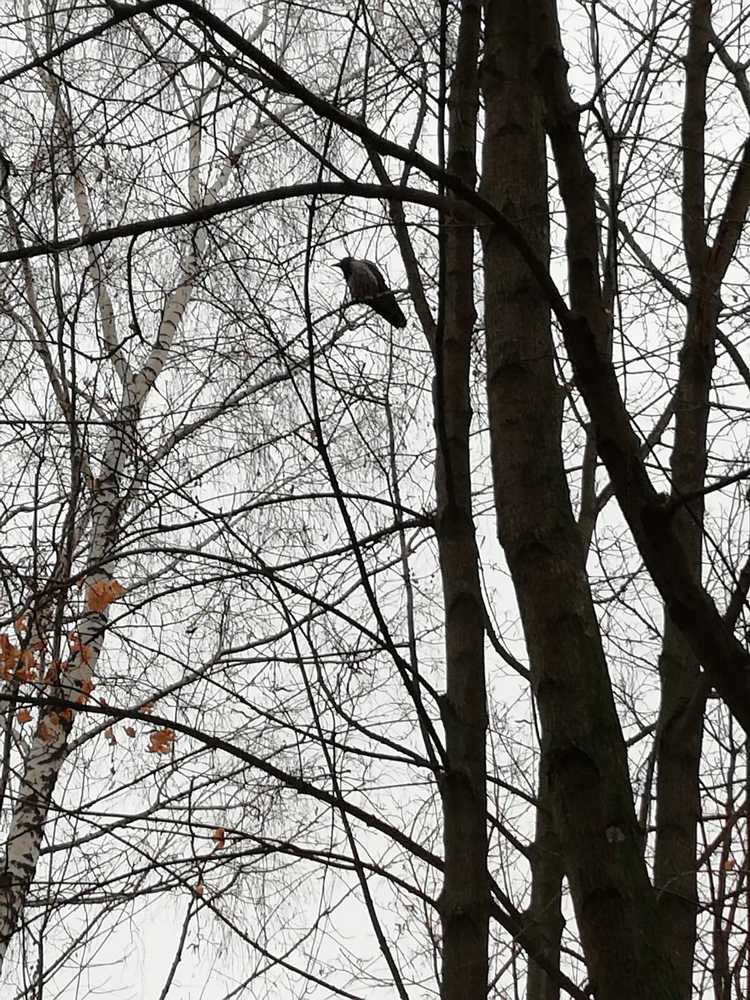 Photograph by Galina Novichkova