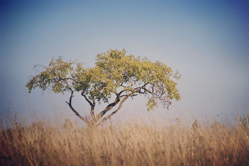 Псковская саванна