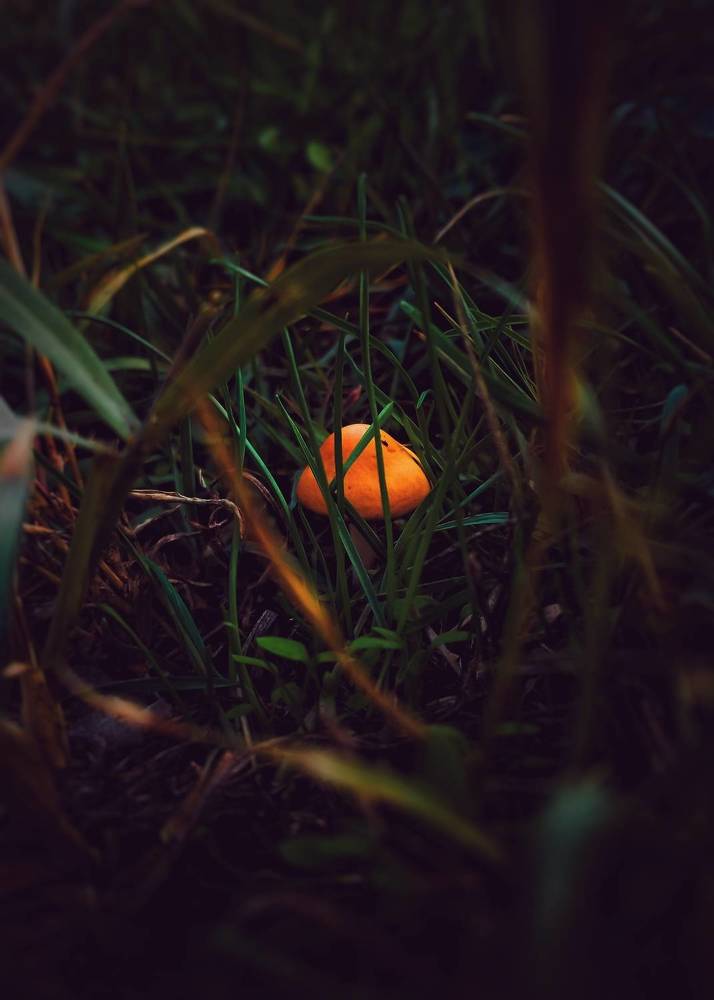 Photo #11347874