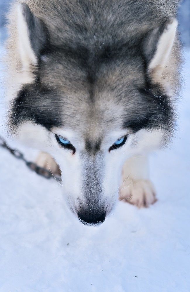 Photograph by Наталья Сергеева