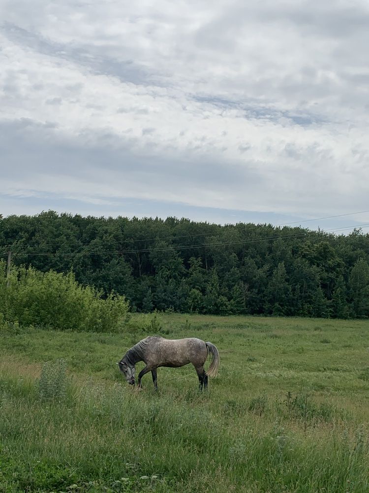 Photograph by Юлия Давшан