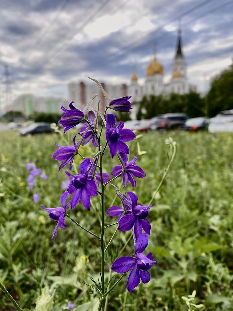 Фотография автора Галина Козырева