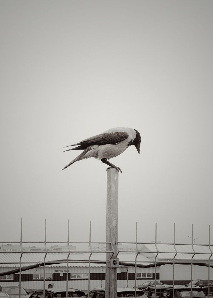 Photograph by Надежда Смирнова