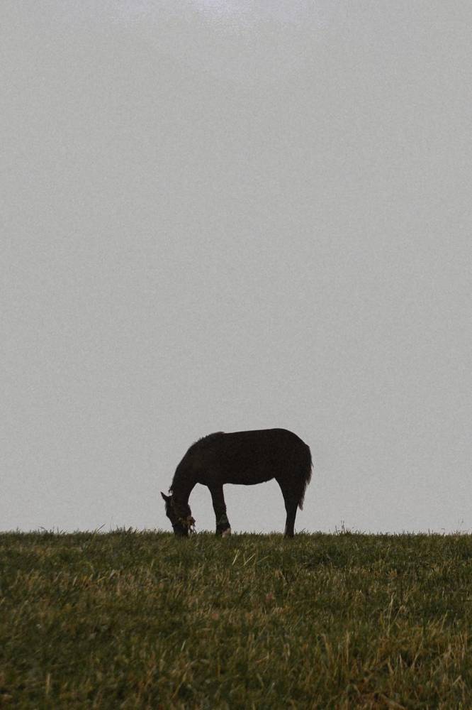 Фотография автора Алиса Исаева