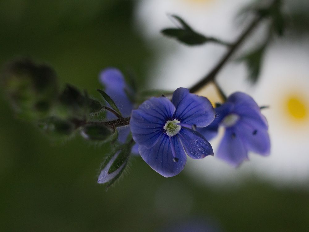 Фотография автора Борис Журавлёв
