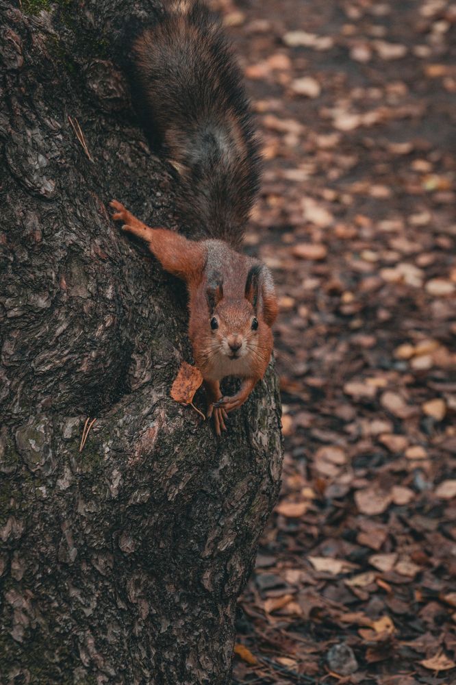 Фотография автора Павел Арсеев