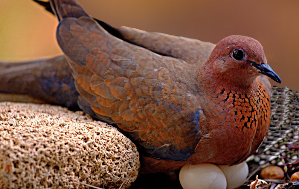 Photograph by Сергей Рапопорт