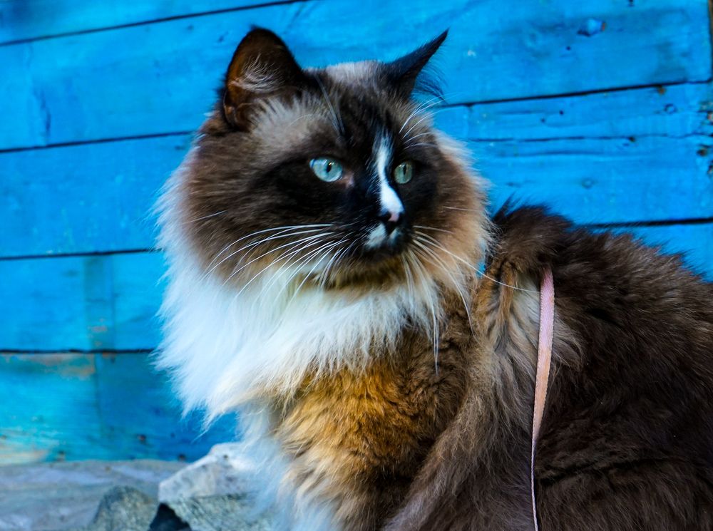 Photograph by Vladimir Borisov