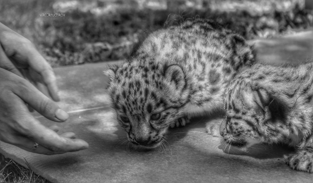 Фотография автора Виктор Крючков