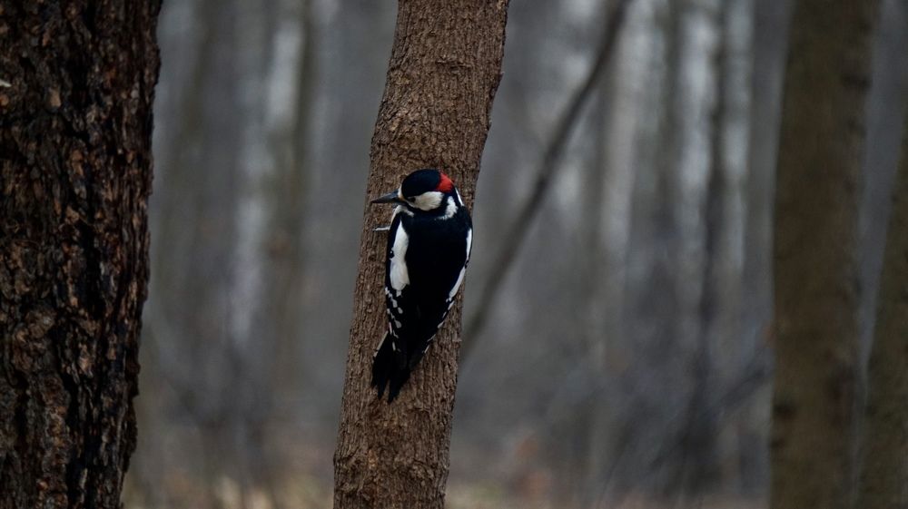 Photograph by Павел Каштанкин