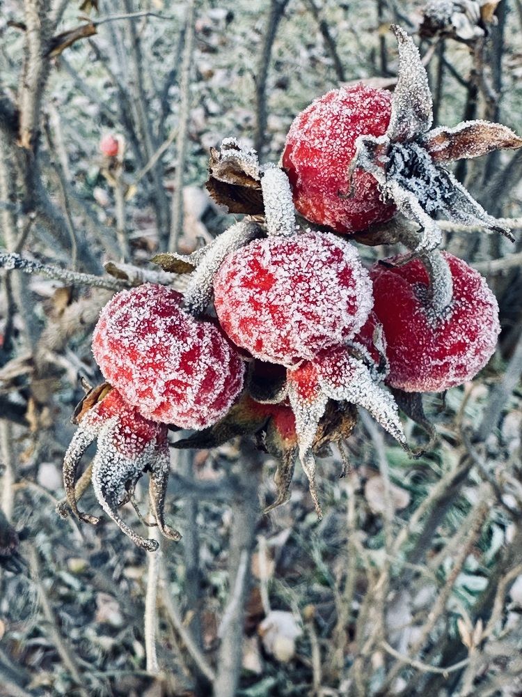Photograph by Елена Безперстова