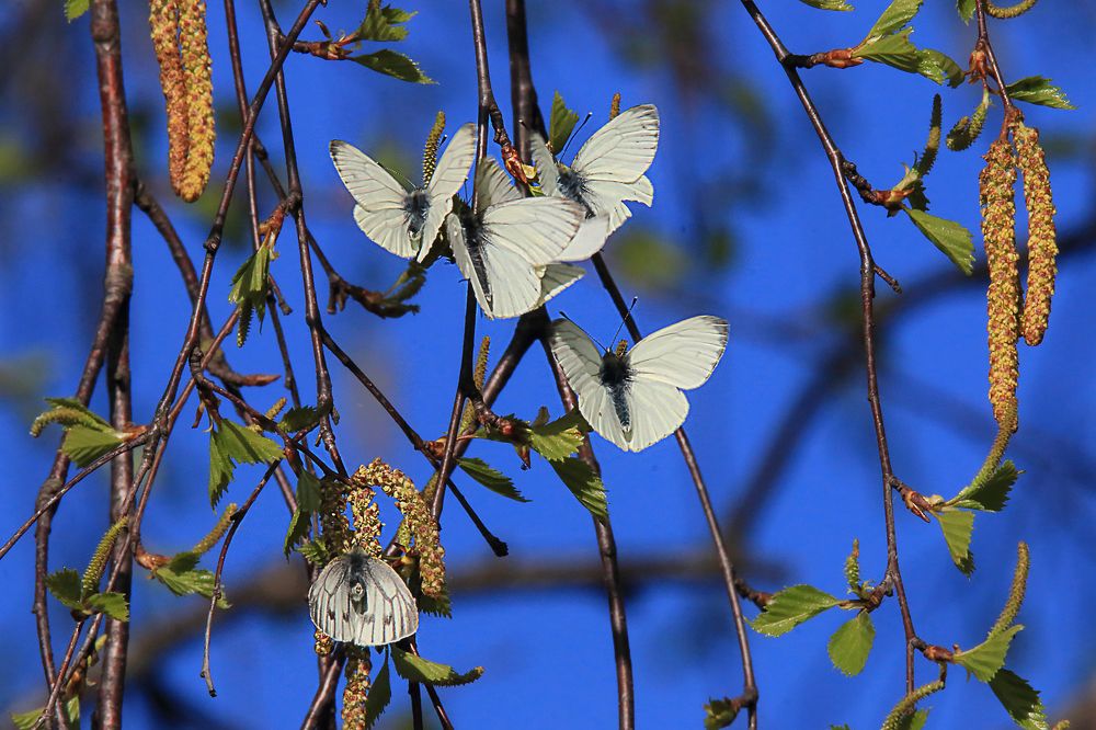 Берёзовый сок.