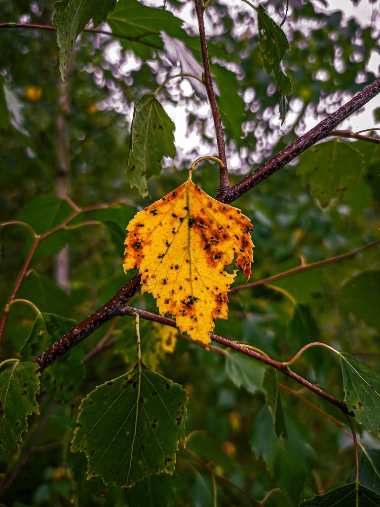 Фотография автора Александр Хухлов