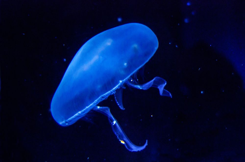 Photograph by Rox Boyer