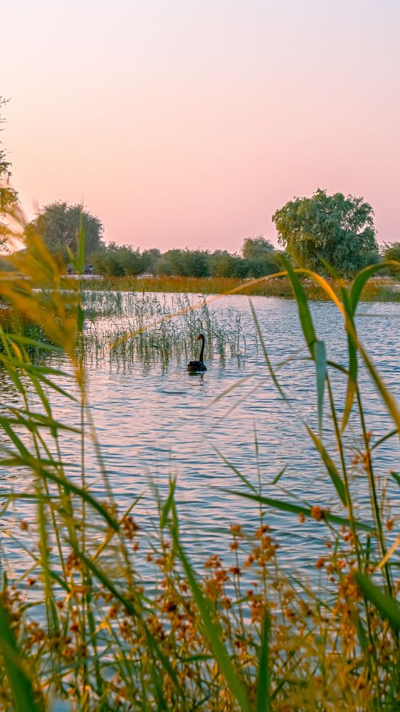 Фотография автора Sarrah Yehia