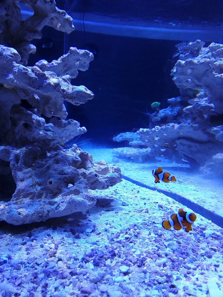 Photograph by Людмила Ковалева