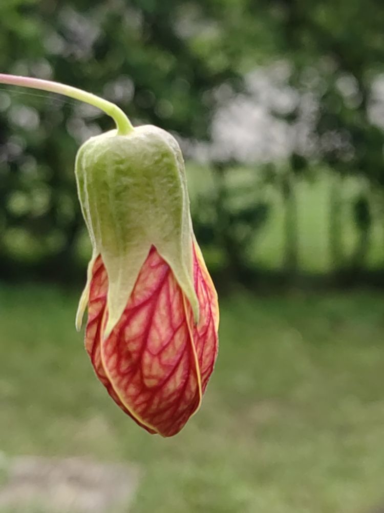 Photograph by Virginia Azocar