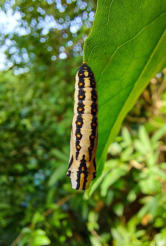 Photograph by Mathew Nishanth A