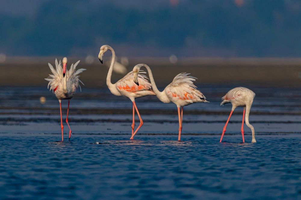 Photograph by Zinda Shaik Mohideen M