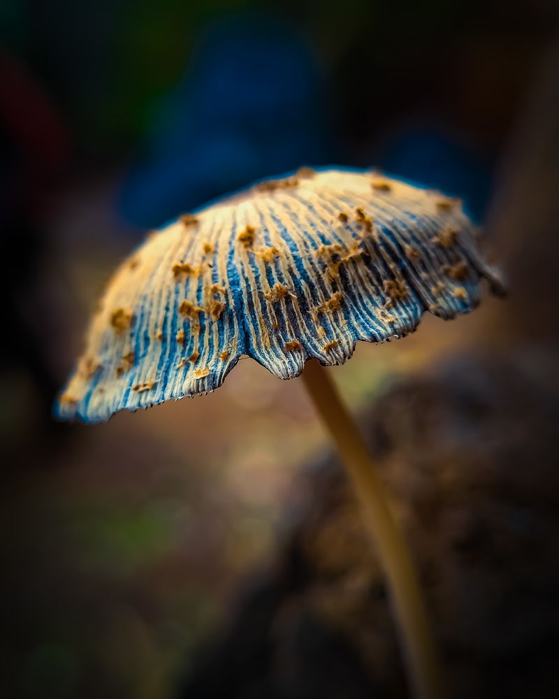 Photograph by Praveen