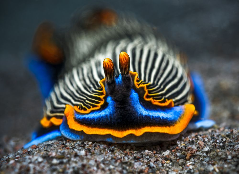 Photograph by Савин Андрей