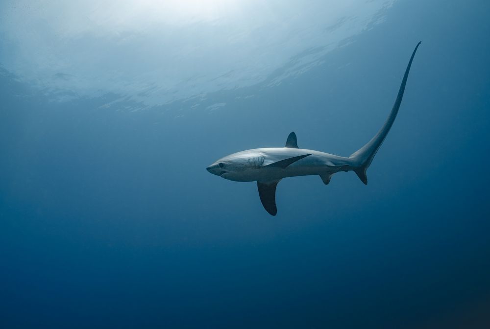 Photograph by Савин Андрей