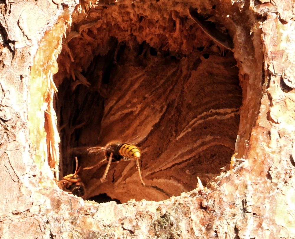 Photograph by Александр Шаварин