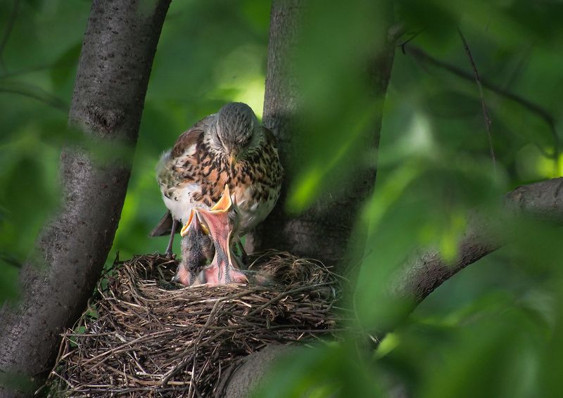 Костылев Дмитрий, Russia