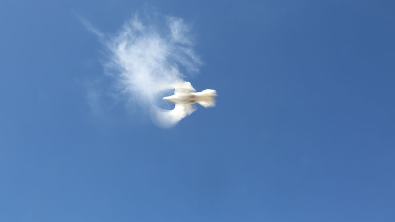 Seyed ali sajadi, Iran