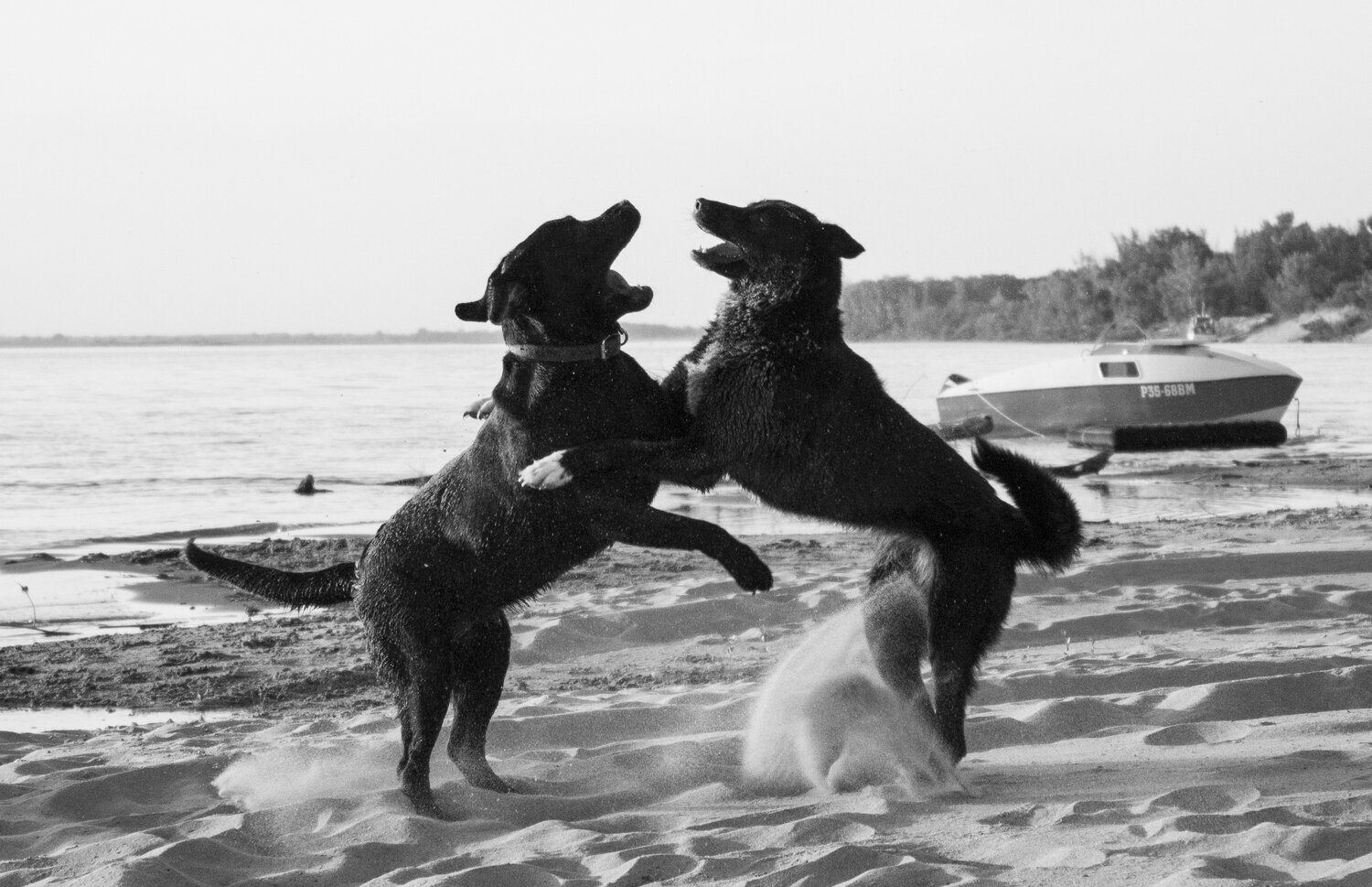 Photo #1135587