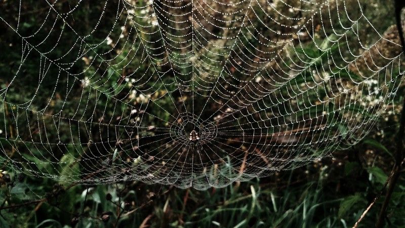 Милиева, Russia