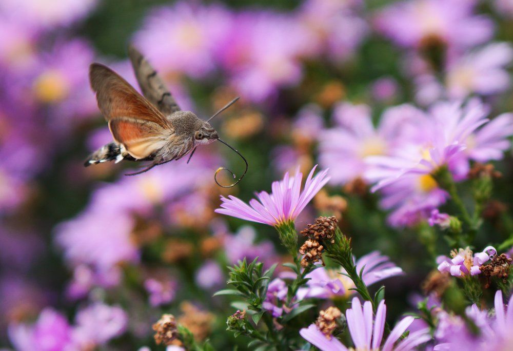 Бражник в полете