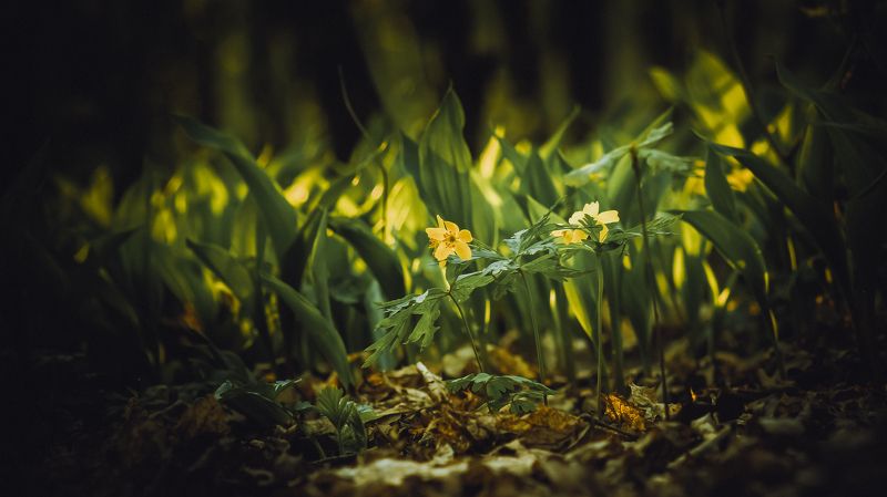 Pavel Kazakov, Russia