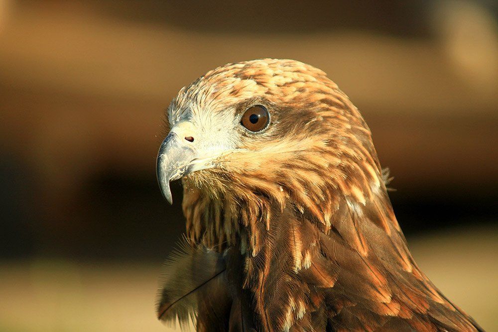 Портрет черного коршуна