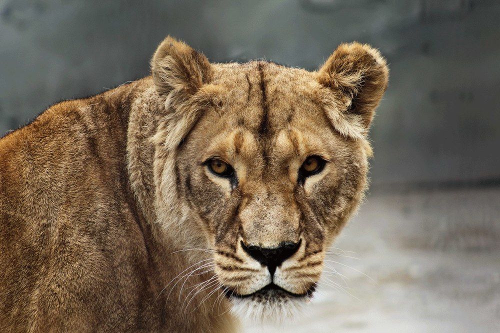 Взгляд хищника