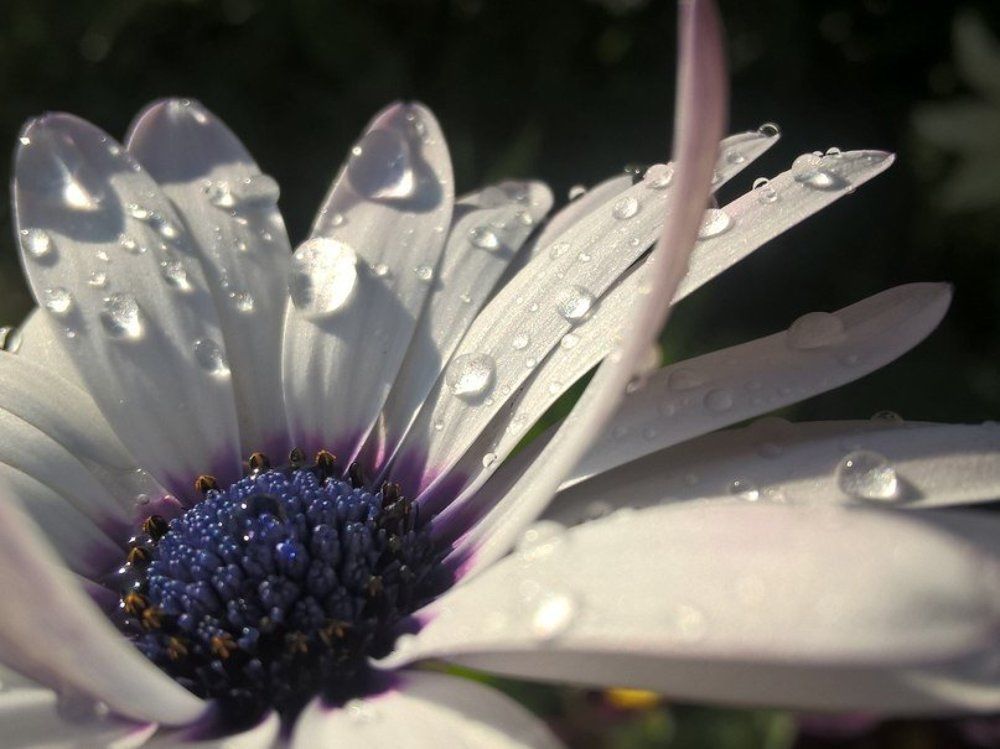 Арктотисы в росе)