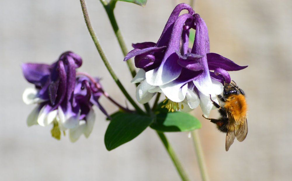 Аквилегия и шмель