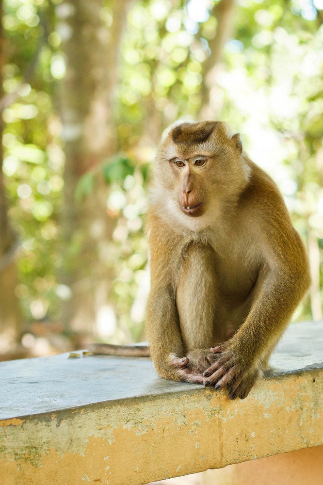 Символ года
