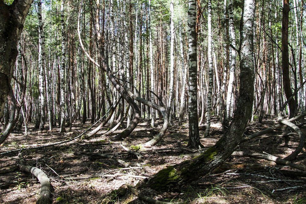 Пьяный лес ! Шиловский район , Рязанская область !!