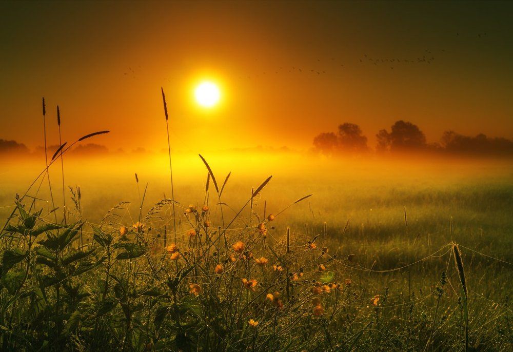 В горячем молоке рассвета